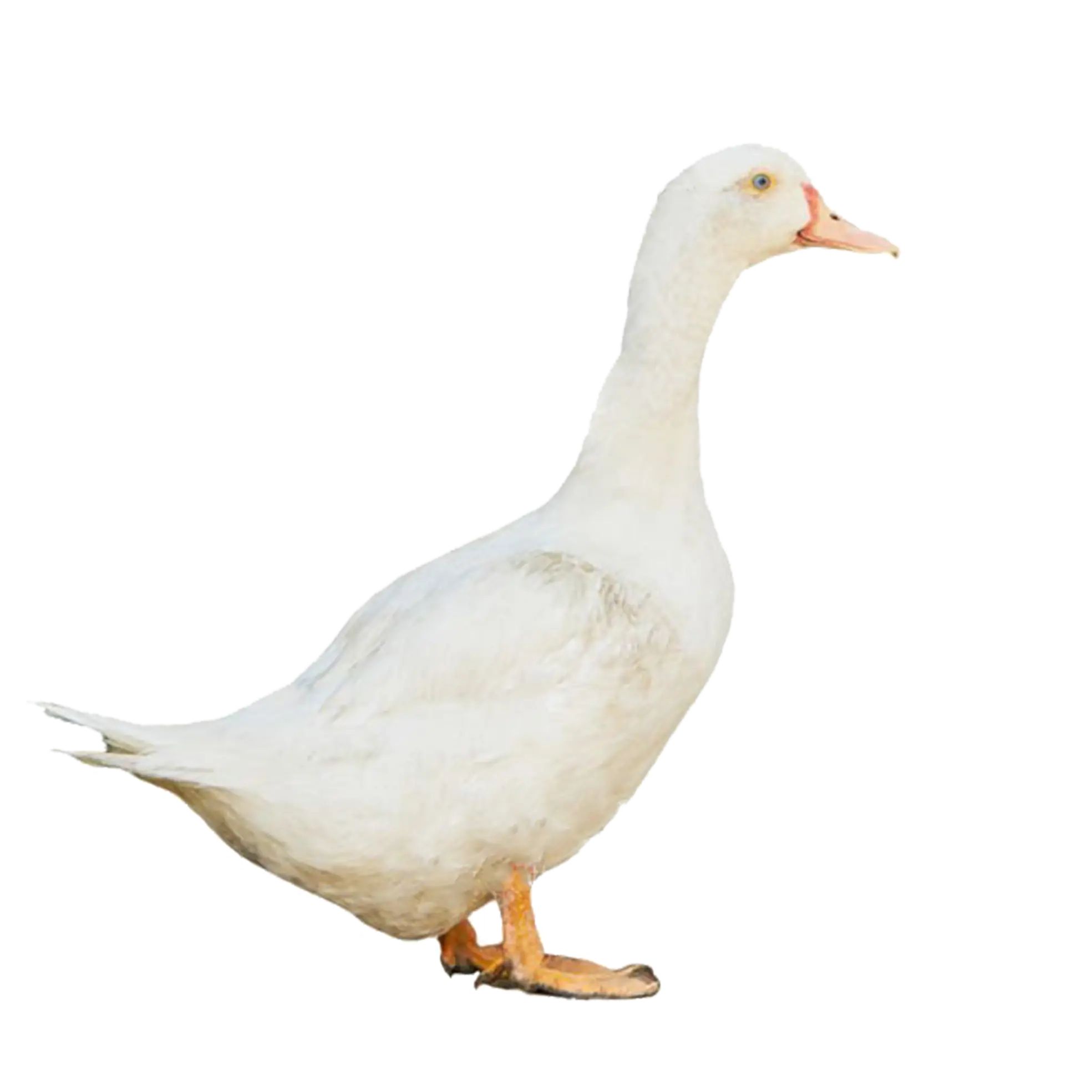 বেলজিয়াম হাঁস