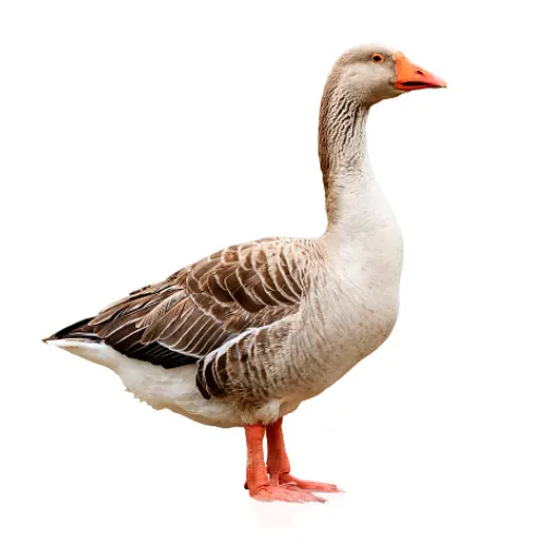Swan (Processed) (রাজহাঁস)