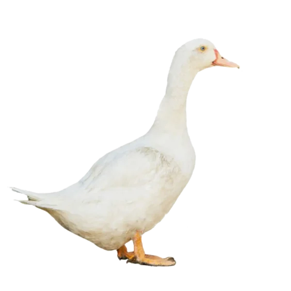 বেলজিয়াম হাঁস